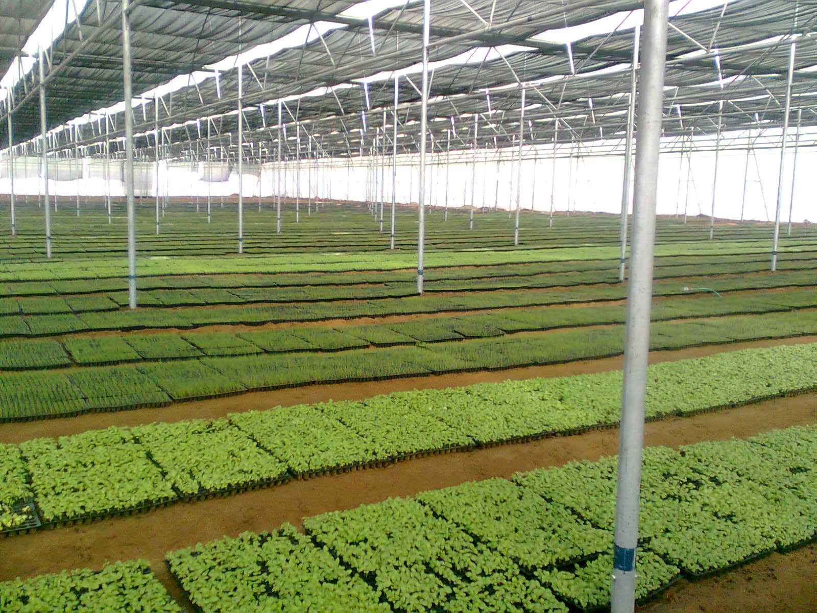 Greenhouse Project 20